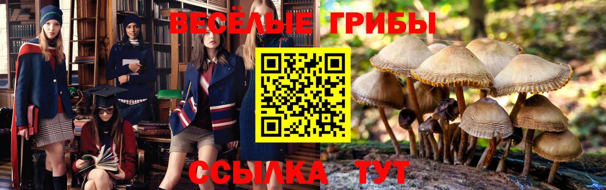 Псилоцибиновые грибы Cubensis  Вход с VPN  Сызрань 